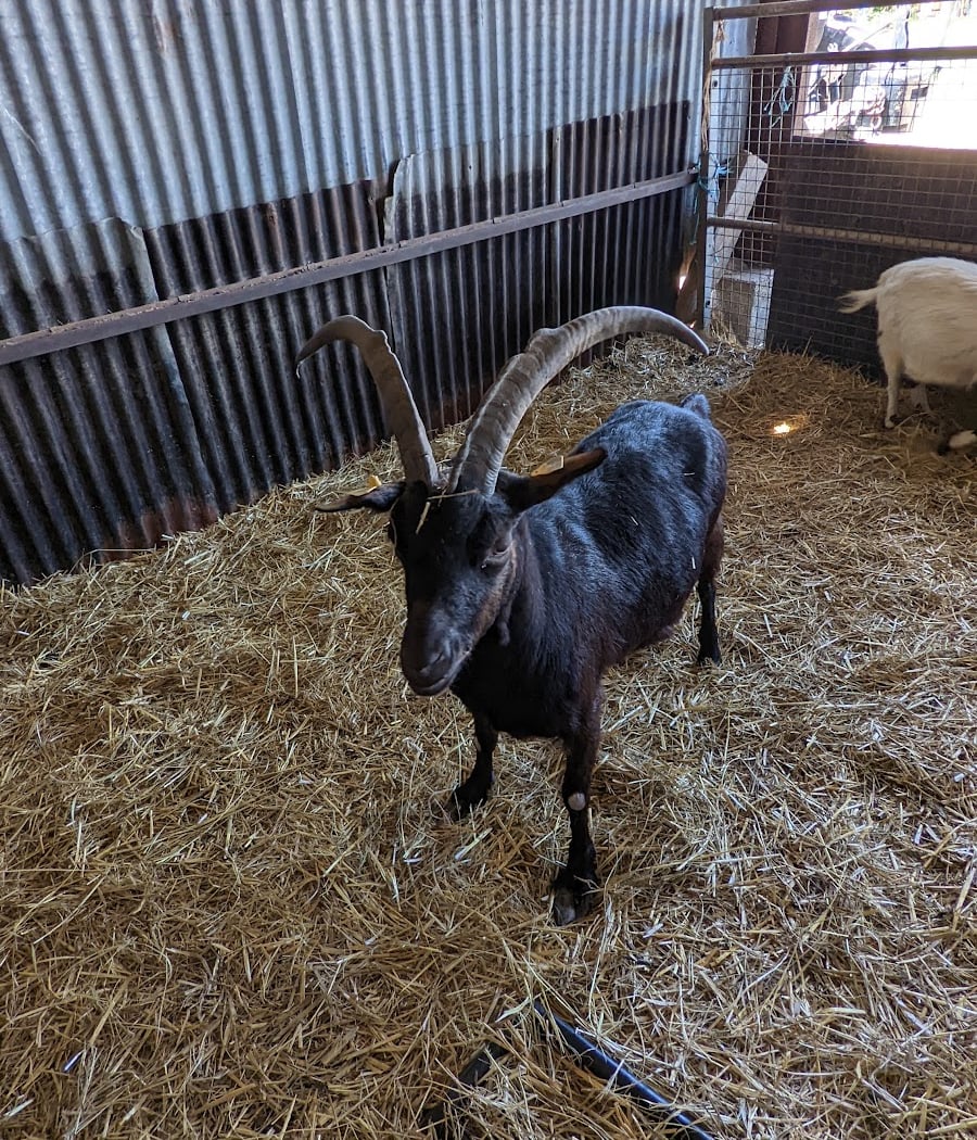 Ferme Pédagogique de La Mercy 2